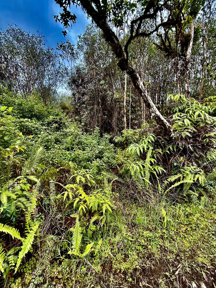 https://bt-photos.global.ssl.fastly.net/hawaii/1280_boomver_1_727871-1.jpg