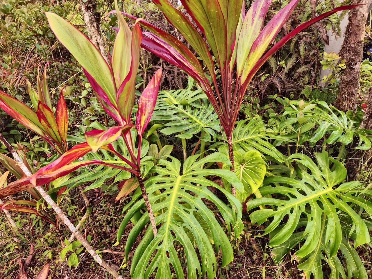 https://bt-photos.global.ssl.fastly.net/hawaii/orig_boomver_1_728010-1.jpg