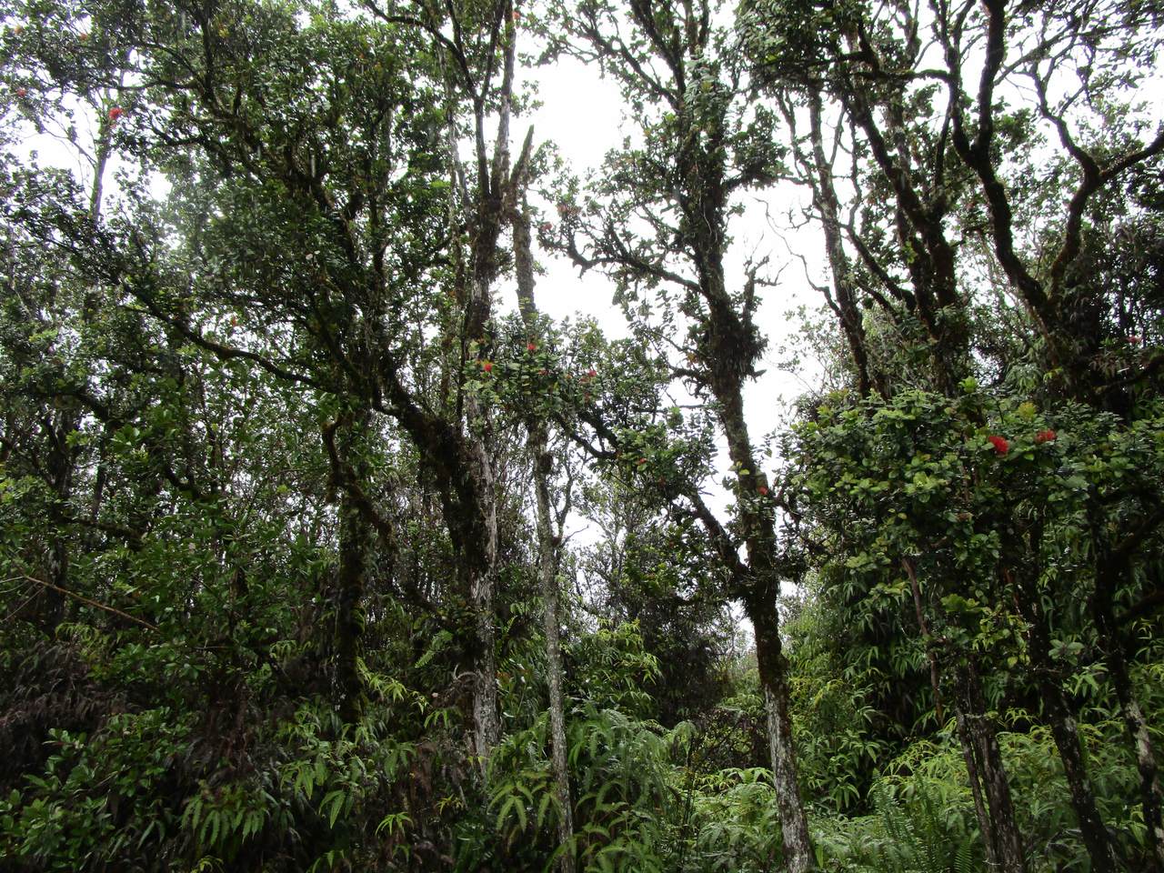 https://bt-photos.global.ssl.fastly.net/hawaii/1280_boomver_1_728263-1.jpg