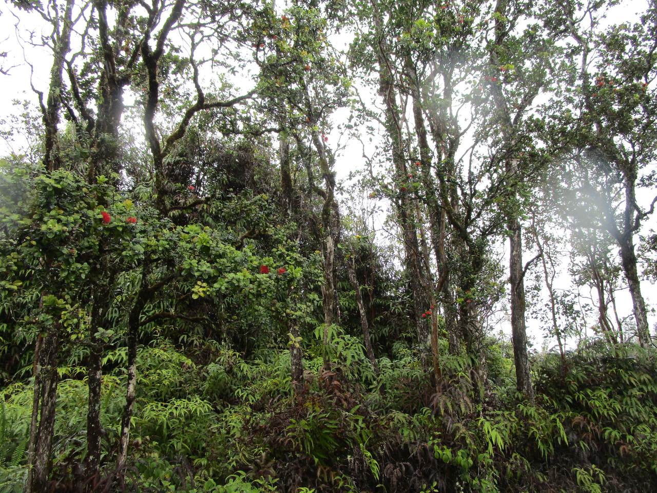 https://bt-photos.global.ssl.fastly.net/hawaii/1280_boomver_1_728263-1.jpg