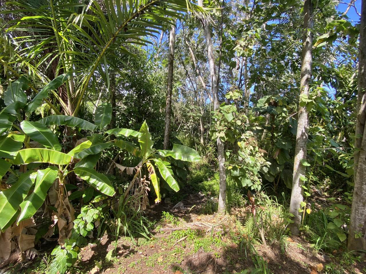 https://bt-photos.global.ssl.fastly.net/hawaii/1280_boomver_1_728310-1.jpg