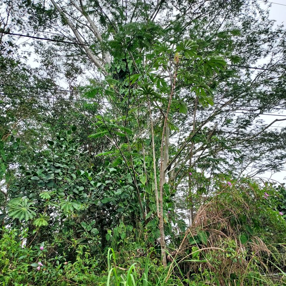 https://bt-photos.global.ssl.fastly.net/hawaii/1280_boomver_1_728317-1.jpg