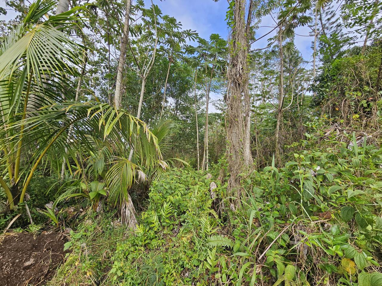https://bt-photos.global.ssl.fastly.net/hawaii/1280_boomver_1_728863-1.jpg