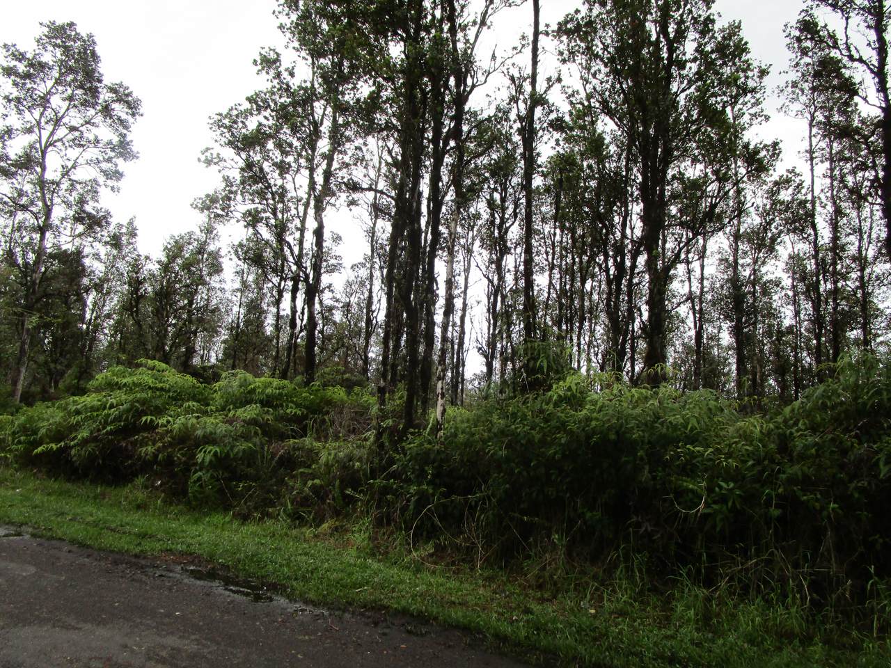  Hibiscus St - Photo 1