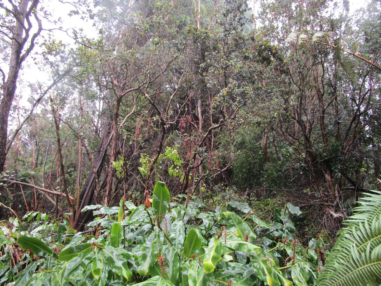 https://bt-photos.global.ssl.fastly.net/hawaii/1280_boomver_1_728962-1.jpg