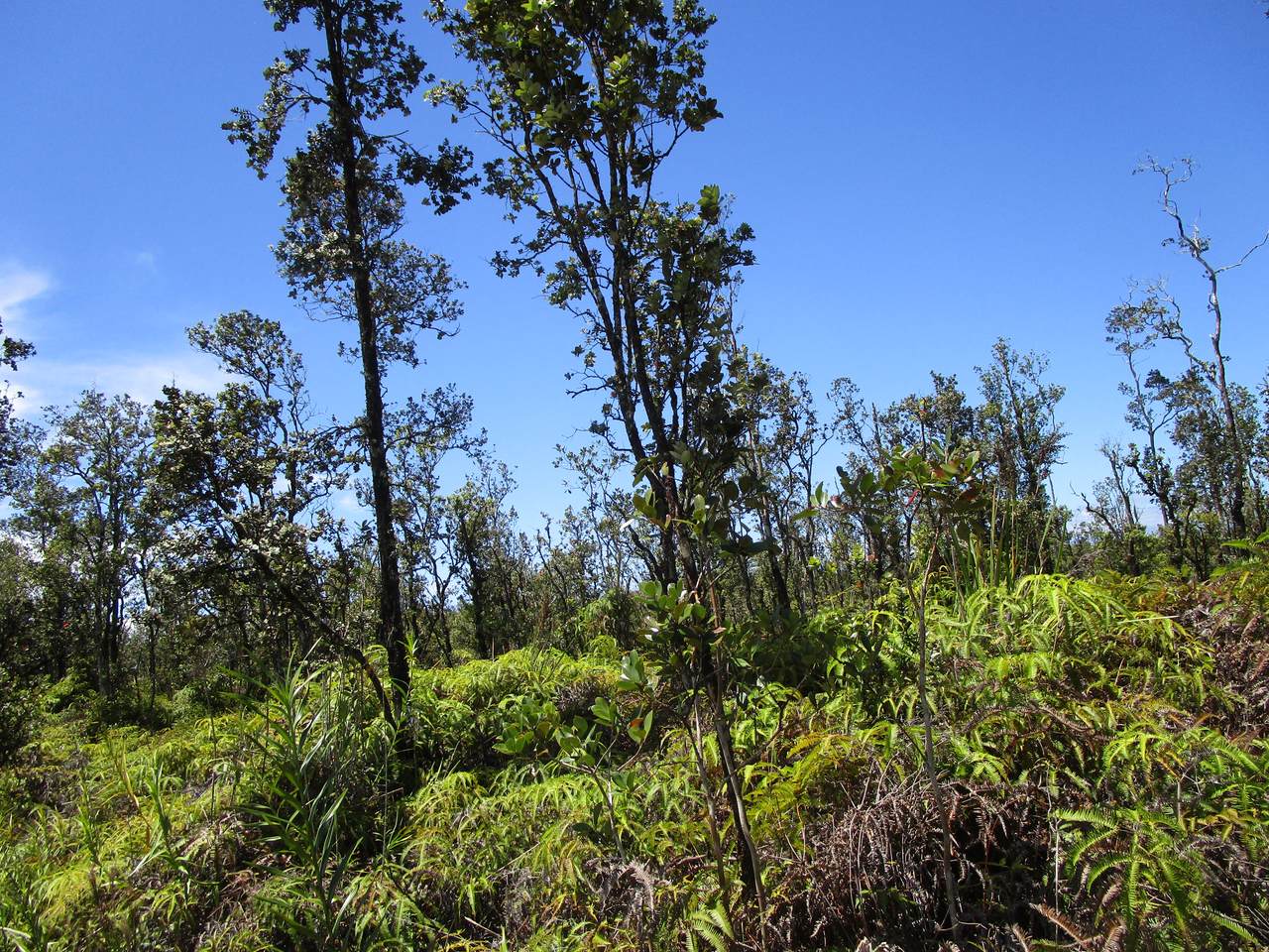 https://bt-photos.global.ssl.fastly.net/hawaii/1280_boomver_1_729244-1.jpg