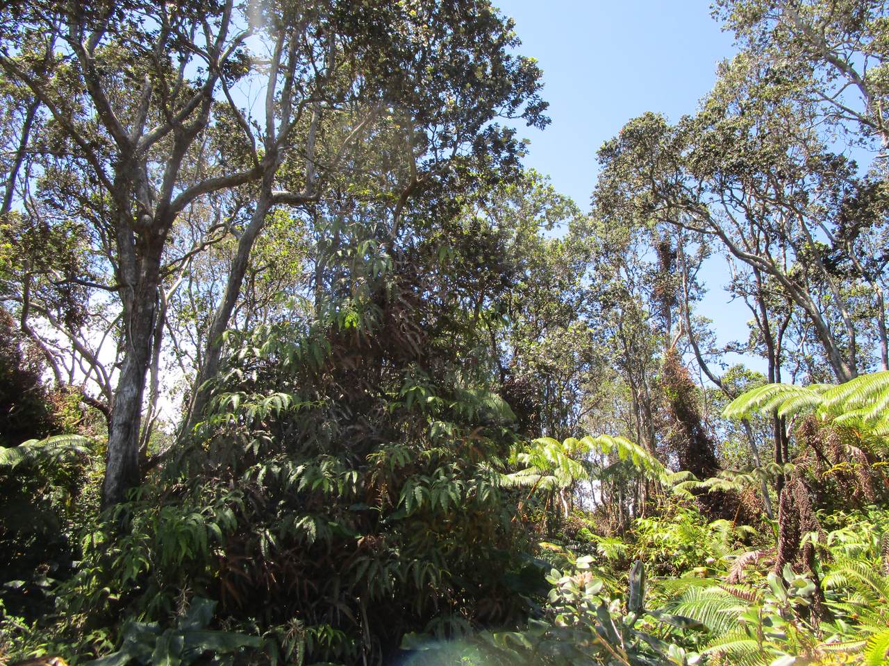  Nahelenani St - Photo 1