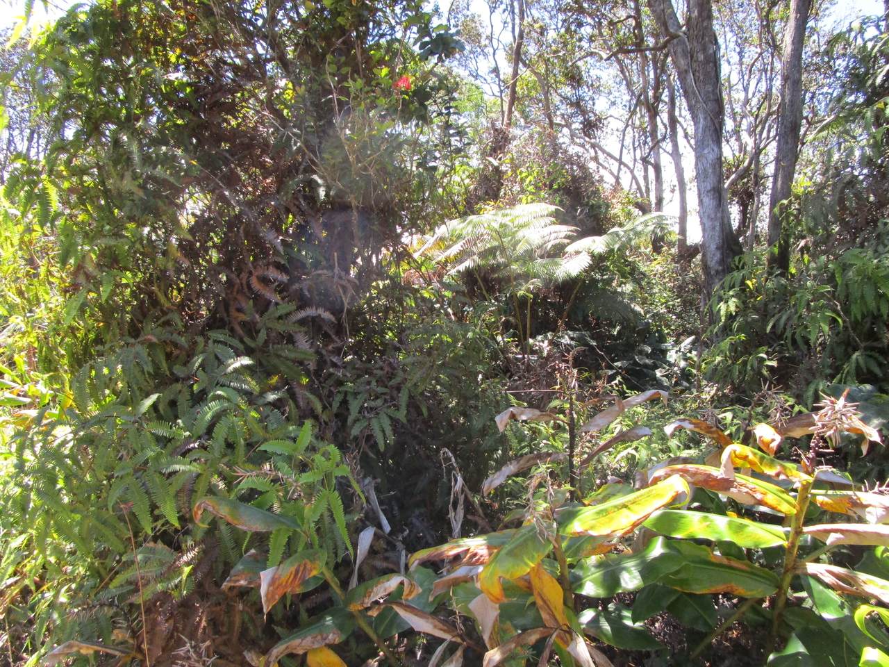 https://bt-photos.global.ssl.fastly.net/hawaii/1280_boomver_1_729375-1.jpg