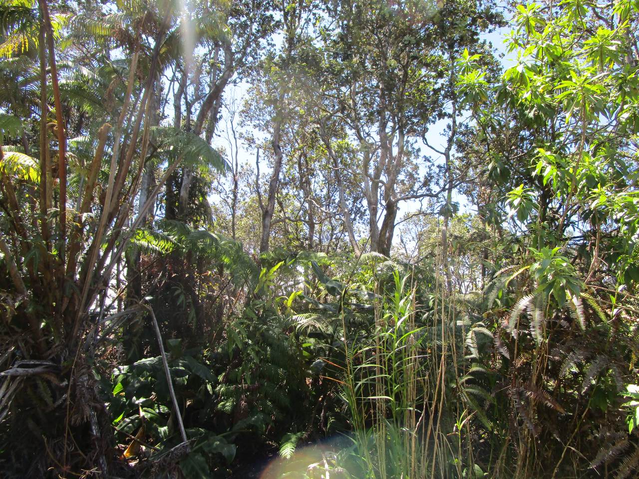  Nahelenani St - Photo 1