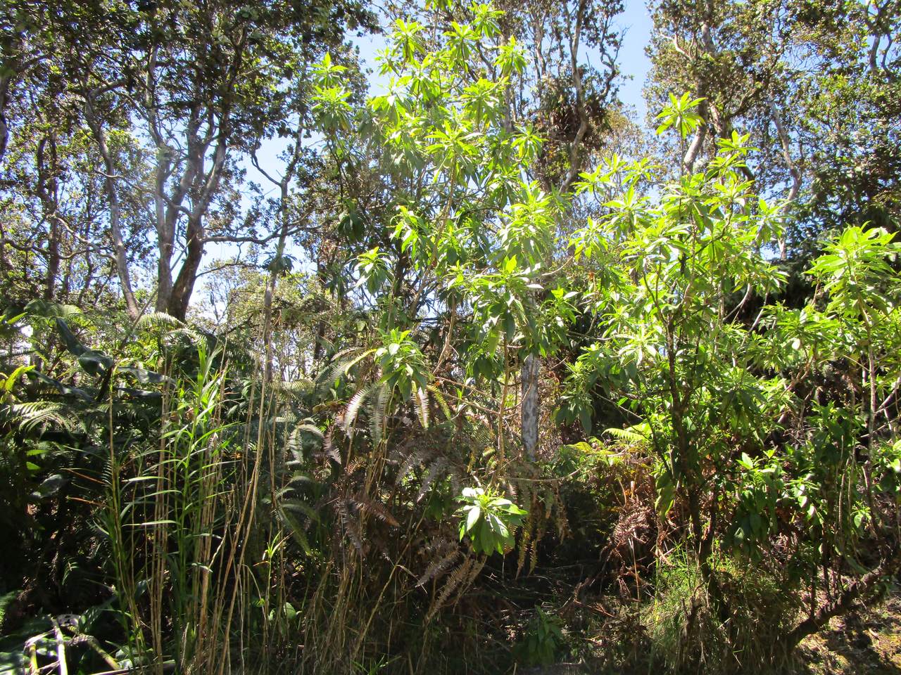 https://bt-photos.global.ssl.fastly.net/hawaii/1280_boomver_1_729376-1.jpg