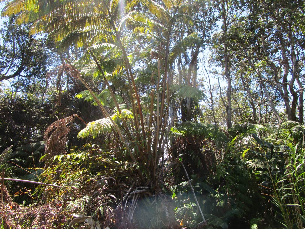 https://bt-photos.global.ssl.fastly.net/hawaii/1280_boomver_1_729376-1.jpg