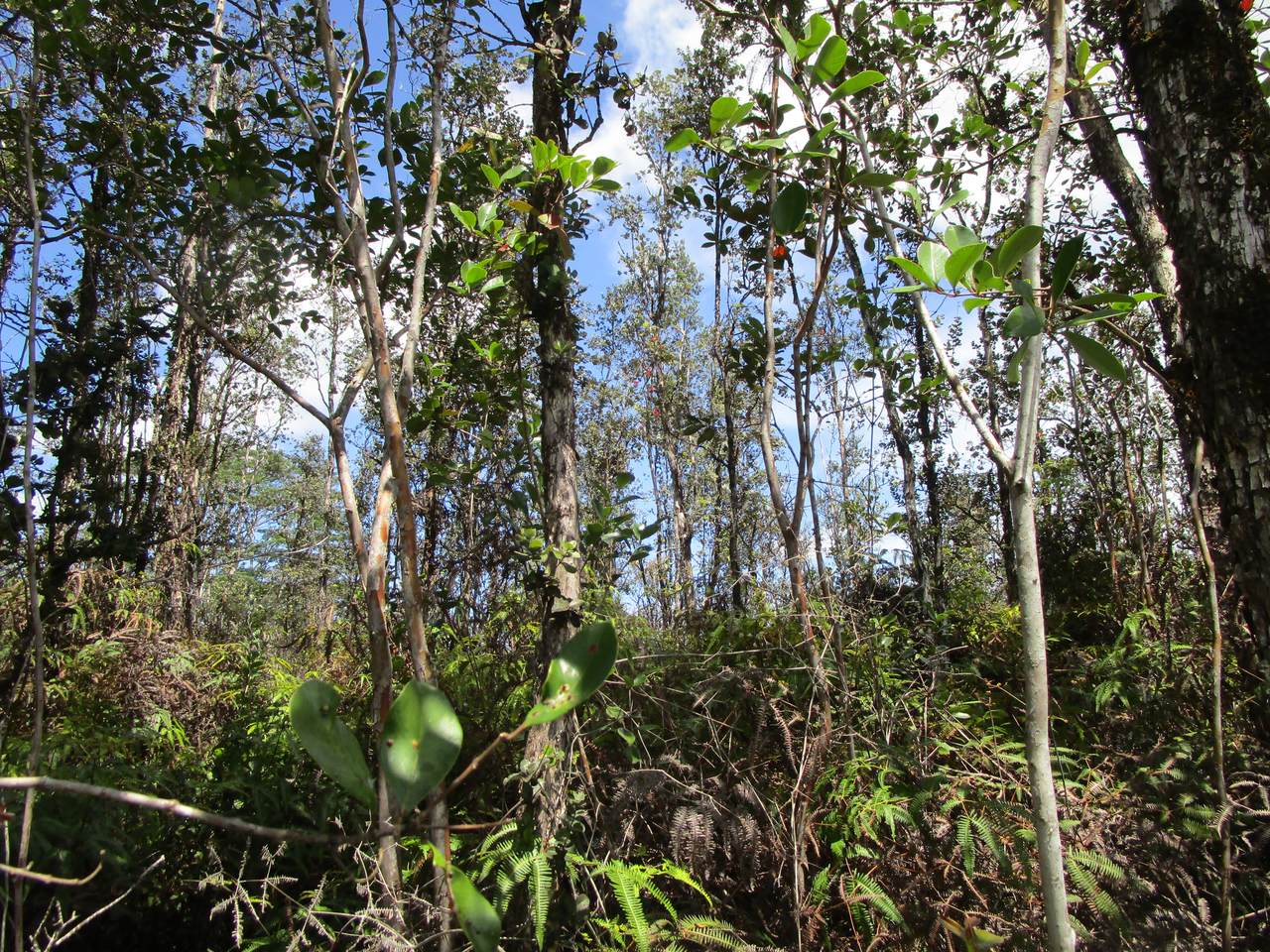  Road 11 (Pulelehua) - Photo 1
