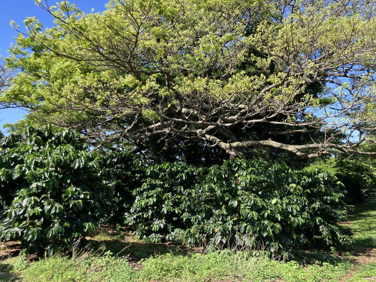 https://bt-photos.global.ssl.fastly.net/hawaii/orig_boomver_1_729566-1.jpg