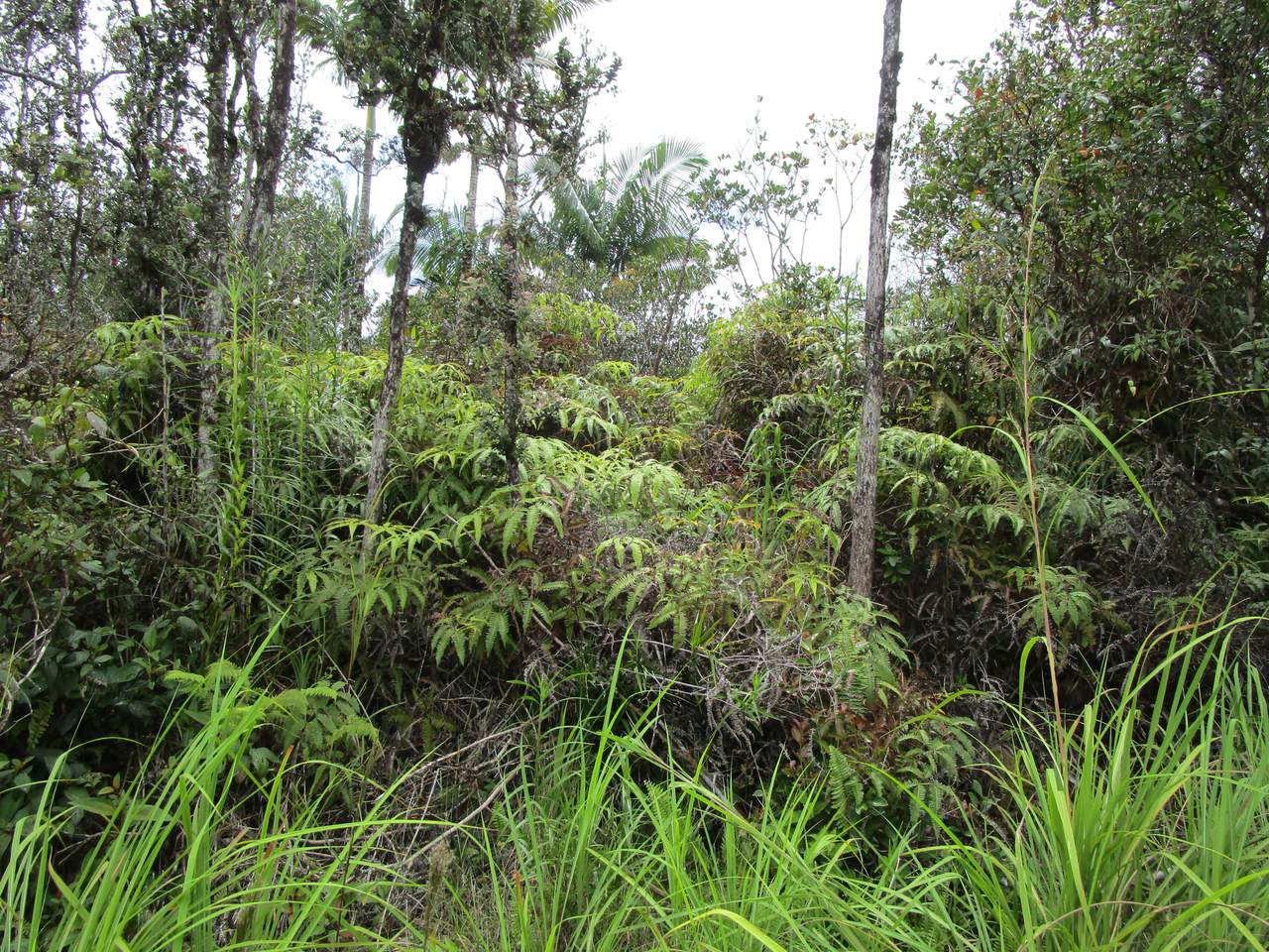  Road 7 (Opeapea) - Photo 1
