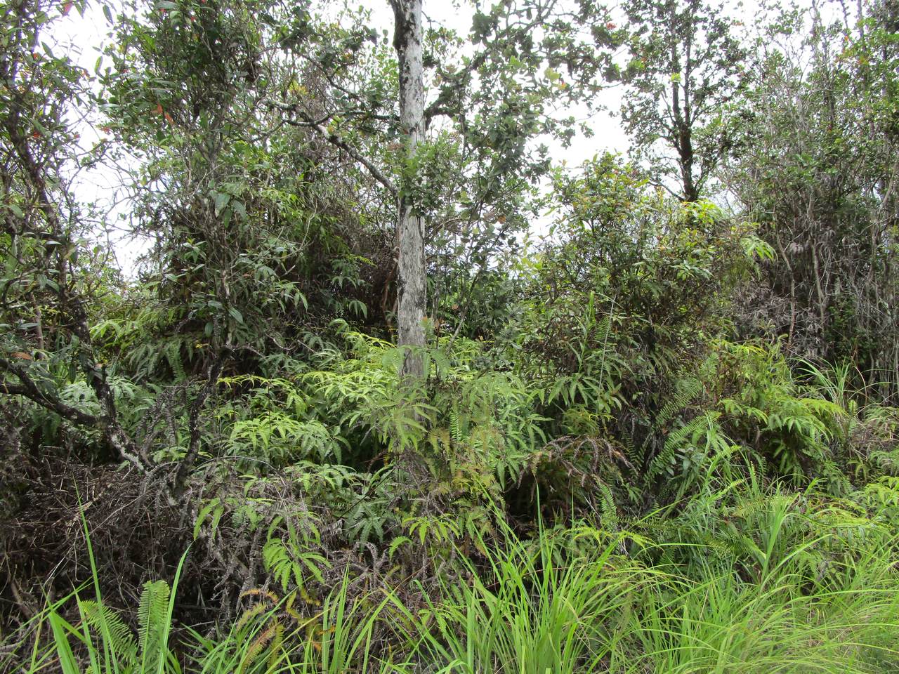 https://bt-photos.global.ssl.fastly.net/hawaii/1280_boomver_1_729603-1.jpg
