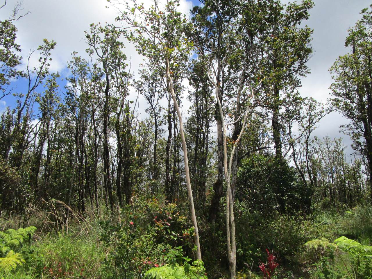 https://bt-photos.global.ssl.fastly.net/hawaii/1280_boomver_1_729727-1.jpg