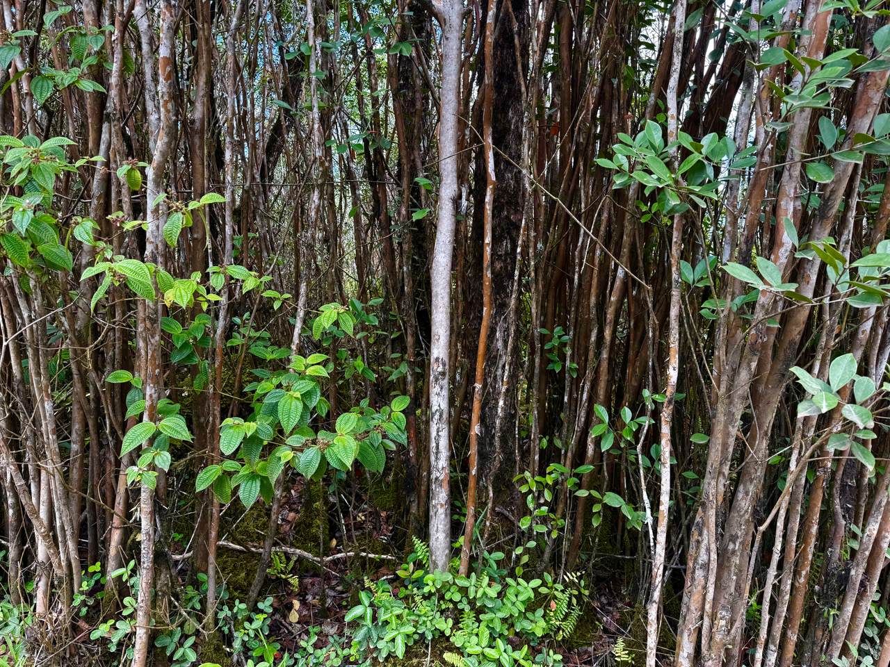 https://bt-photos.global.ssl.fastly.net/hawaii/1280_boomver_1_729947-1.jpg
