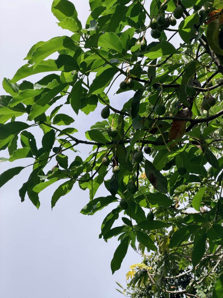 https://bt-photos.global.ssl.fastly.net/hawaii/1280_boomver_1_730115-1.jpg