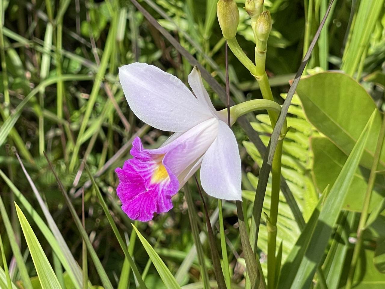 https://bt-photos.global.ssl.fastly.net/hawaii/1280_boomver_1_730180-1.jpg