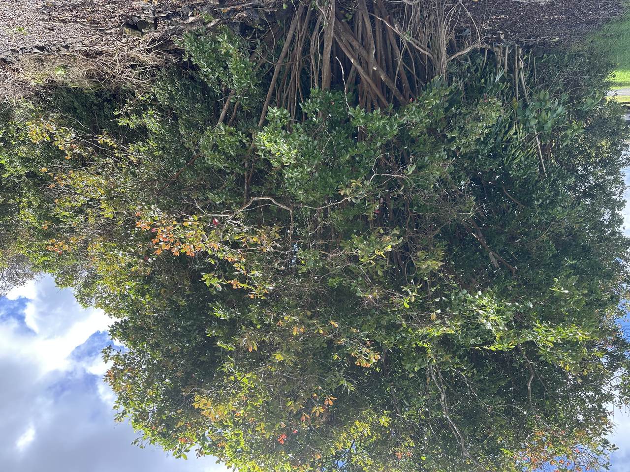 https://bt-photos.global.ssl.fastly.net/hawaii/1280_boomver_1_730521-1.jpg