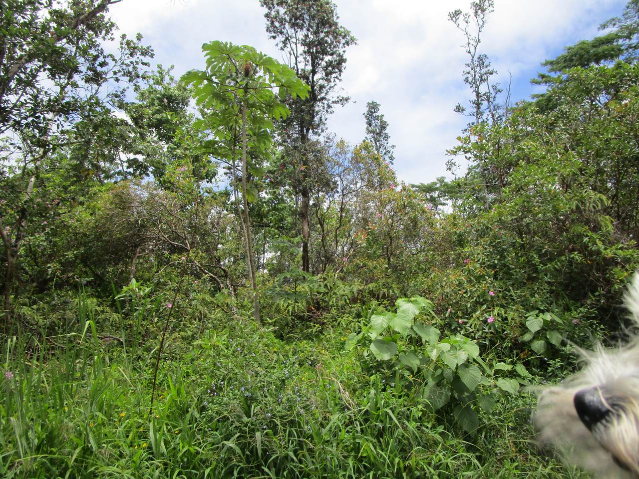 https://bt-photos.global.ssl.fastly.net/hawaii/1280_boomver_1_730666-1.jpg