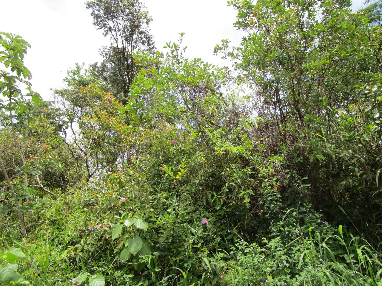 https://bt-photos.global.ssl.fastly.net/hawaii/1280_boomver_1_730666-1.jpg