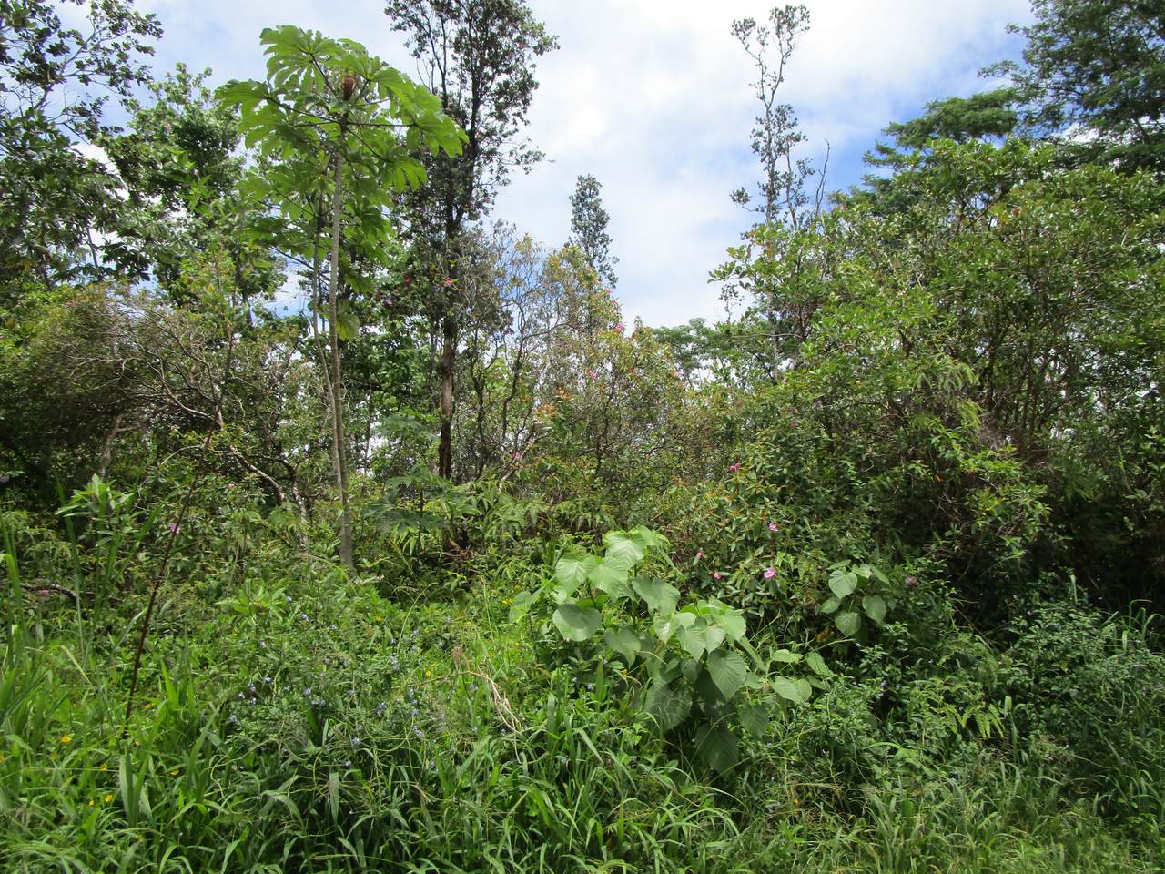 https://bt-photos.global.ssl.fastly.net/hawaii/1280_boomver_1_730666-1.jpg