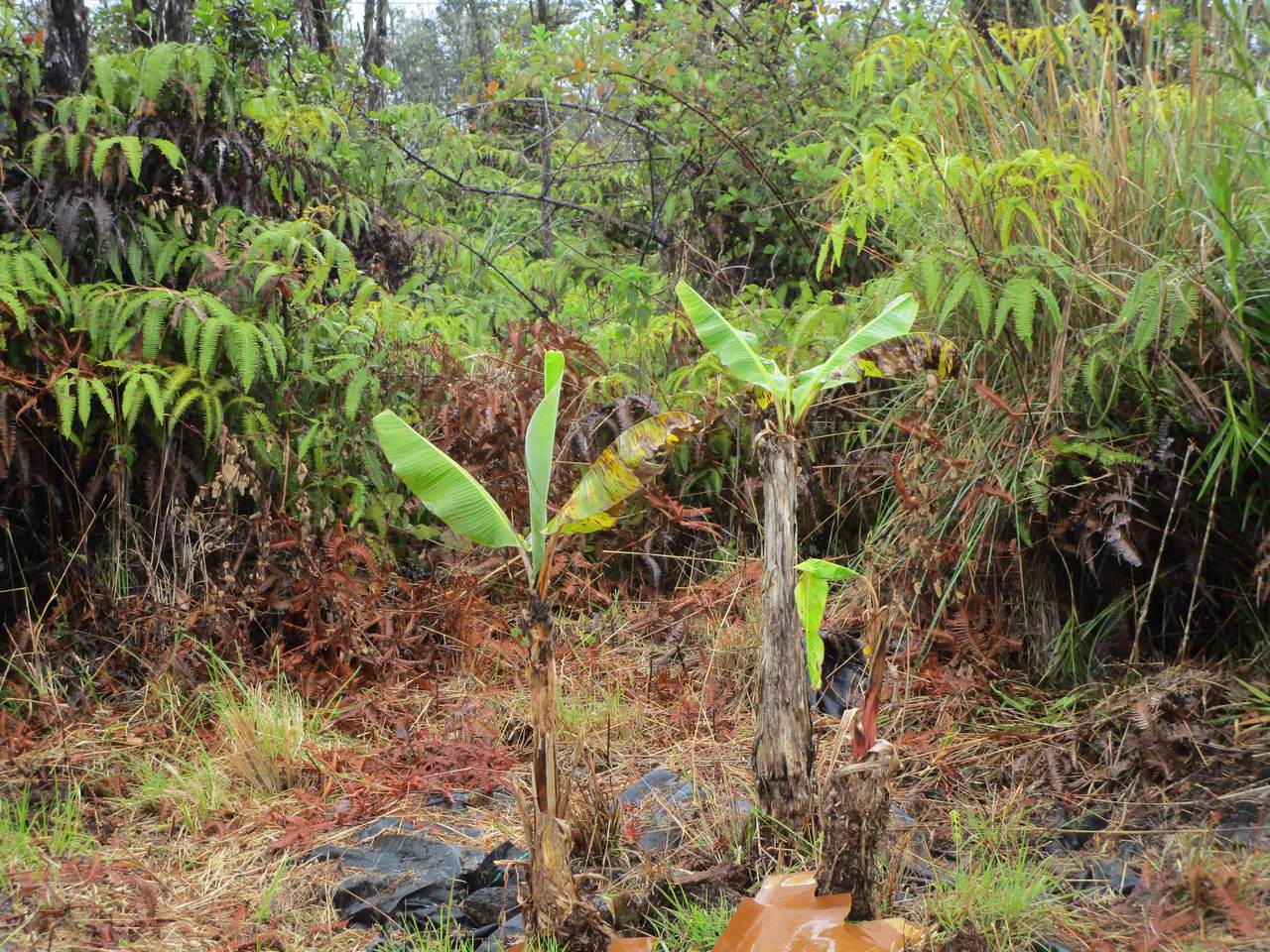 https://bt-photos.global.ssl.fastly.net/hawaii/1280_boomver_1_730803-1.jpg