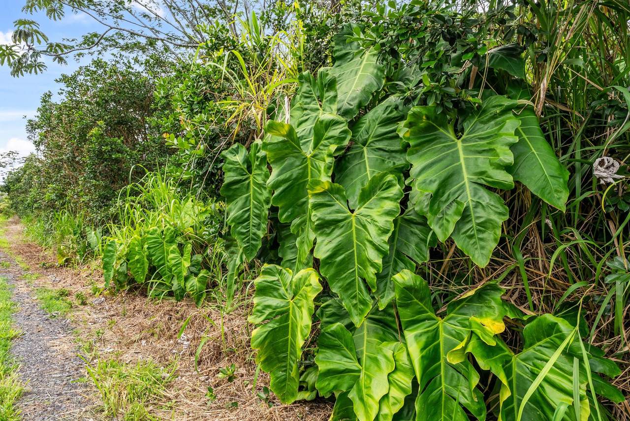https://bt-photos.global.ssl.fastly.net/hawaii/1280_boomver_1_730857-1.jpg