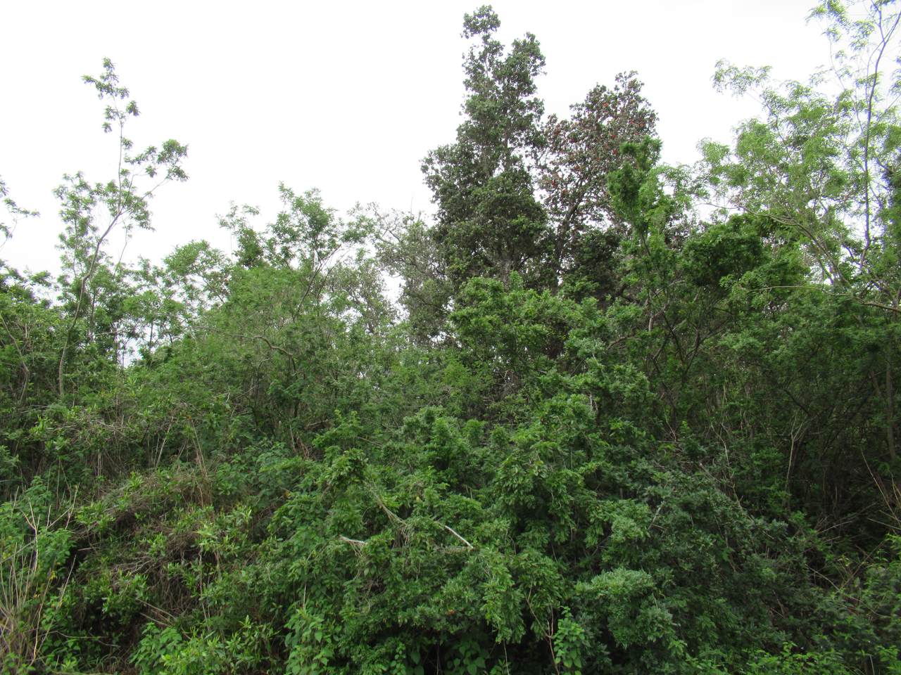 https://bt-photos.global.ssl.fastly.net/hawaii/1280_boomver_1_731347-1.jpg