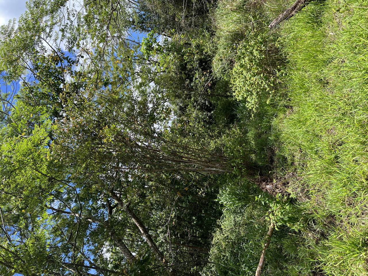 https://bt-photos.global.ssl.fastly.net/hawaii/1280_boomver_1_731559-1.jpg
