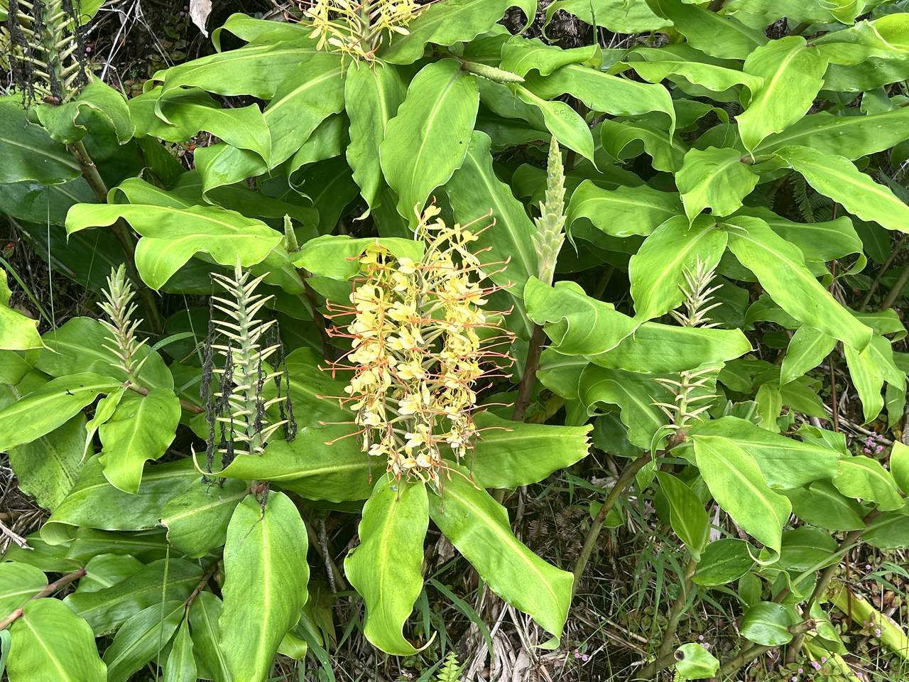 https://bt-photos.global.ssl.fastly.net/hawaii/1280_boomver_1_732450-1.jpg