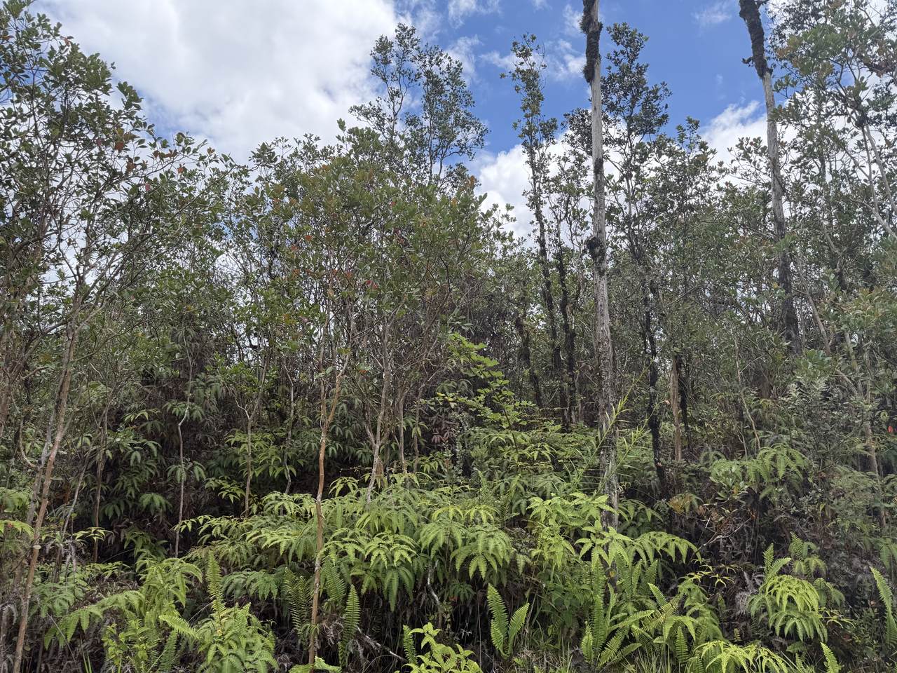 https://bt-photos.global.ssl.fastly.net/hawaii/1280_boomver_1_732966-1.jpg