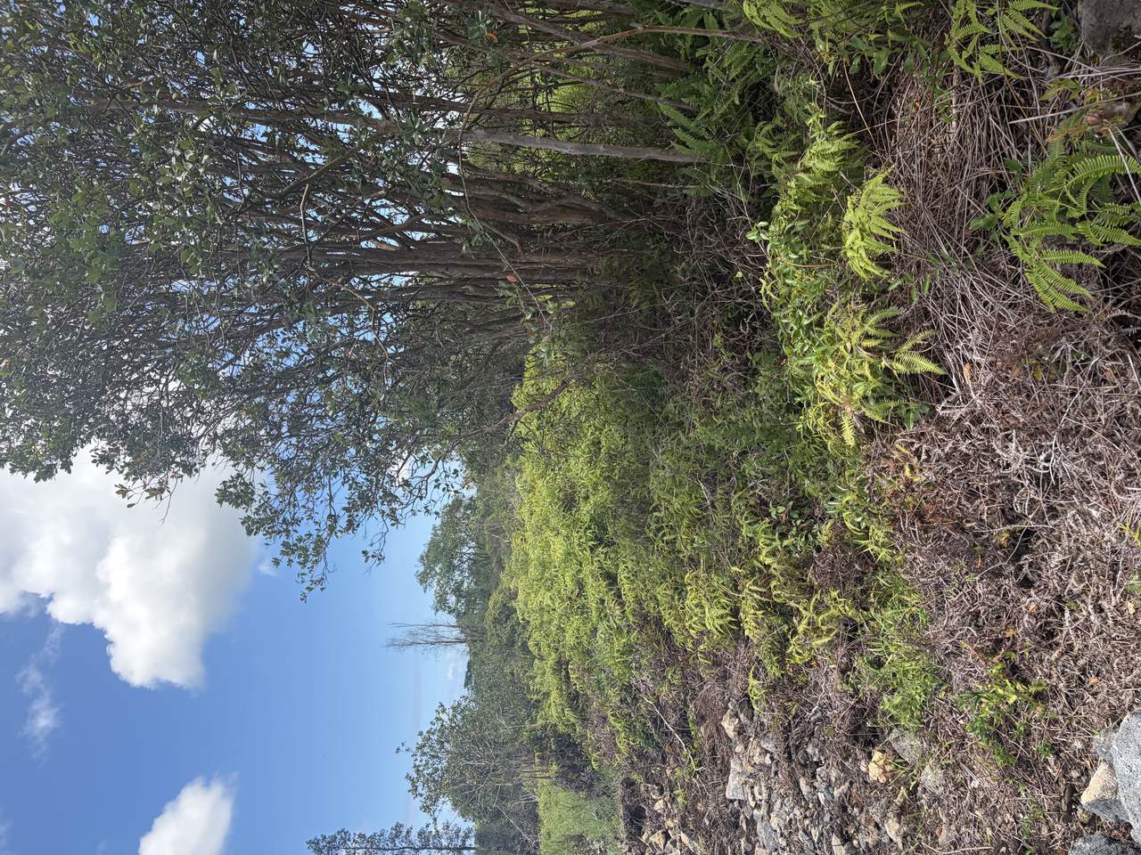 https://bt-photos.global.ssl.fastly.net/hawaii/1280_boomver_1_733019-1.jpg
