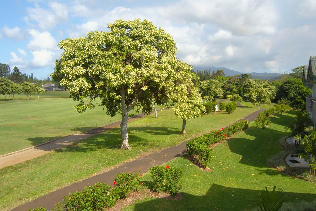 https://bt-photos.global.ssl.fastly.net/hawaii/1280_boomver_1_733855-1.jpg