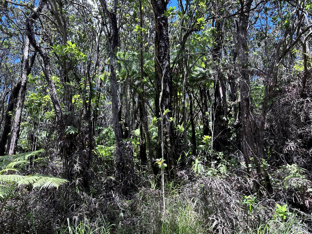  Road 5 (Uau) - Photo 1