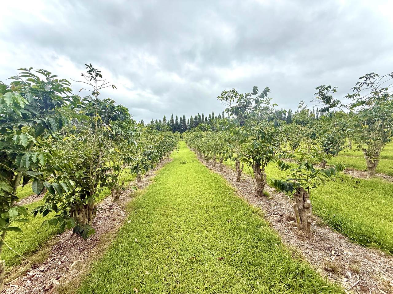 https://bt-photos.global.ssl.fastly.net/hawaii/1280_boomver_2_723957-1.jpg