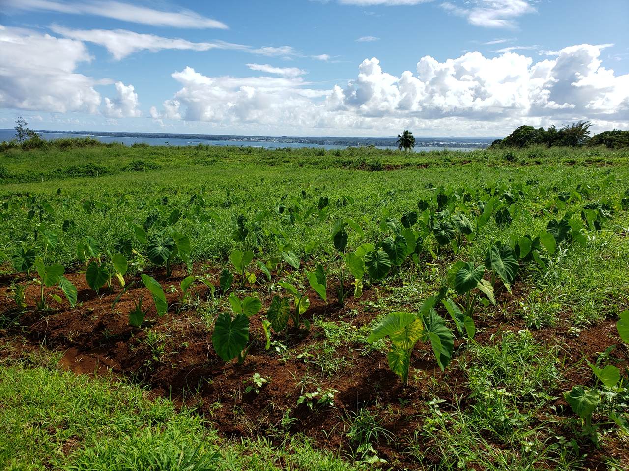 https://bt-photos.global.ssl.fastly.net/hawaii/1280_boomver_2_727812-1.jpg