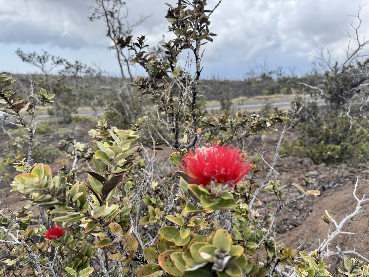 https://bt-photos.global.ssl.fastly.net/hawaii/1280_boomver_2_729270-2.jpg