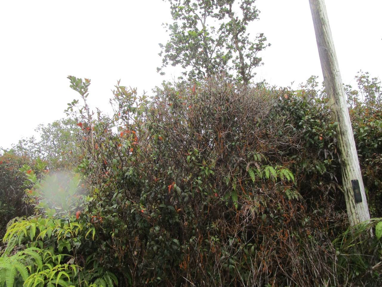 Manini Cir - Photo 1