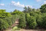 72-4065 Alahee Pl - Photo 11