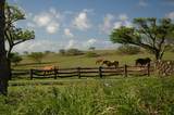 56-113 Pualani Road - Photo 4