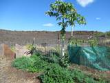 92-8636 Menehune Dr - Photo 23