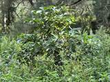 16-2140 Uhini Ana Rd - Photo 20