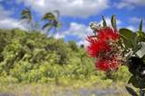 12-4786 Kaimu Chain Of Craters Rd - Photo 4