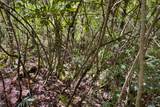 12-4786 Kaimu Chain Of Craters Rd - Photo 6