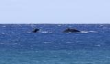 56-101 Pualani Rd - Photo 23