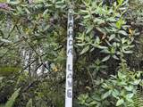 Pahoa Rd - Photo 3