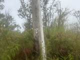  Ohialani Rd - Photo 8