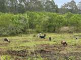 28-646 Kaupakuea Homestead Rd - Photo 12